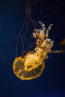 Floating Jellyfish 